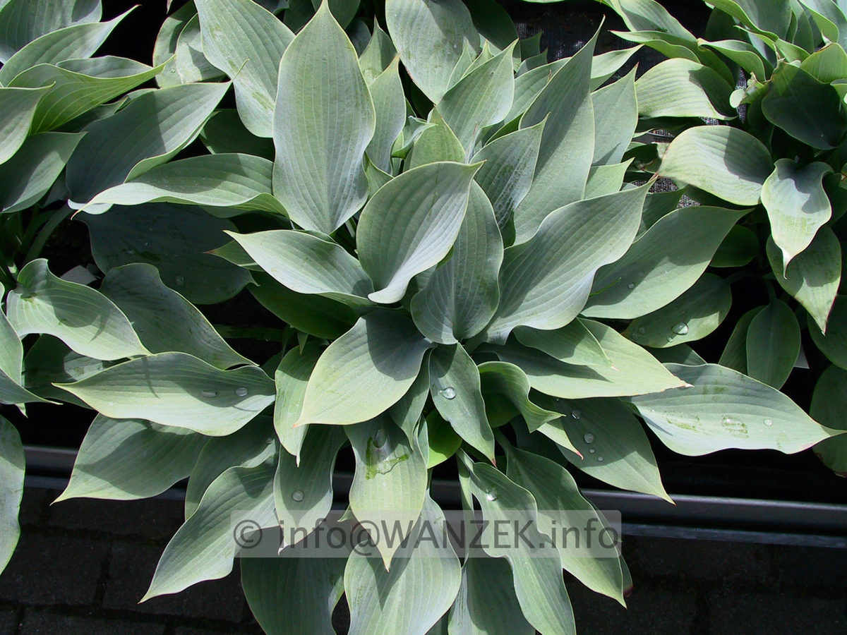Hosta fortunei Spinners Selection 02.jpg